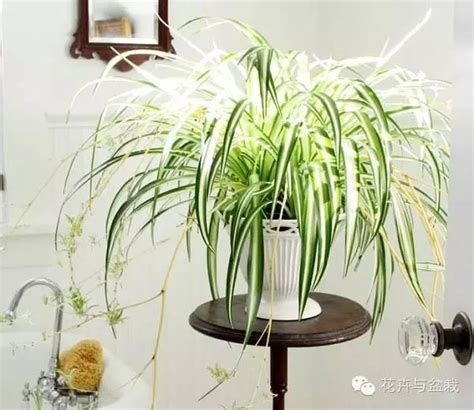 小型室內植物名稱|Top 10 室內植物推薦！用觀葉植物盆栽，輕鬆綠化居。